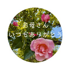 母の日　花の写真とともに感謝を伝えよう