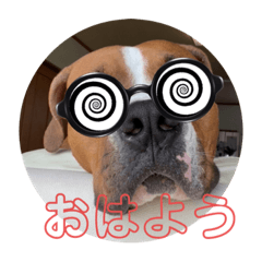 ピットボクサー　レオン