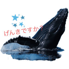 世界の野生動物がいっぱい