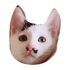 うちにきたねこ2