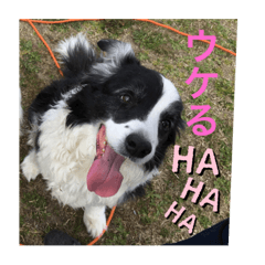 ボーダーコリーもなか3