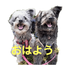 個性豊かなワンニャンズ