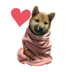 柴犬　にこちゃん