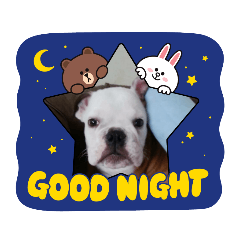 いぬ…雲‥色いろ‥日常