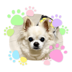 チワワのリョウ