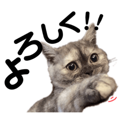 ミヌエットのたんたん 2