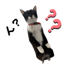 ニャンですか⁉︎