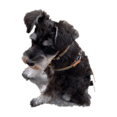 ミニチュアシュナウザーのソルぐぐ