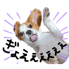 シュナのバジルとビーグルのトマト1