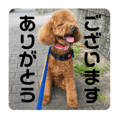 使いやすい！わんこの日常スタンプ