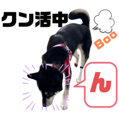 黒柴ルナちゃんと愉快な仲間たちその2