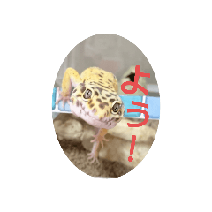 レオパー's Family ロミオ一家