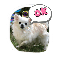 使いやすいチワワのスタンプ