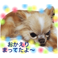 のんびりちわわんこ