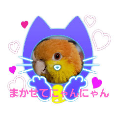 しろはらーさんNO.５