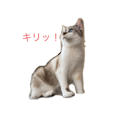 あおいキャット