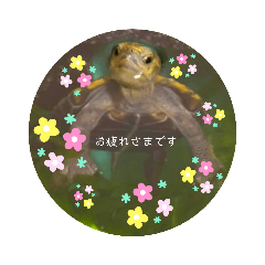 うちの亀のコ２