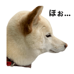 しばと愉快な仲間たち