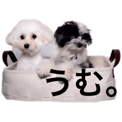 むぎごまスタンプだよ