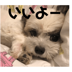 マルシーズー　天使ガブリエルの日常会話