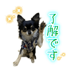 むぎ✳︎*チョコ