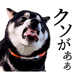 豆柴すみすみ（その2）