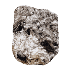 うちの子✩.*˚ leo