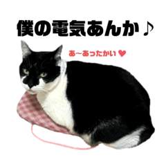 偽はちわれ猫ハル〜その２〜