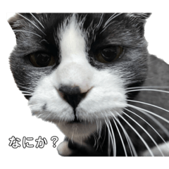 新・彩りはちべえ