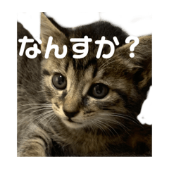 桃太郎すたんぷぅ