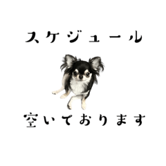 社会犬の茶々豆