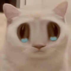 怪しむにゃんこ5 ^ o ^