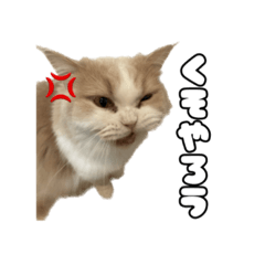 ぼく、マロンっ