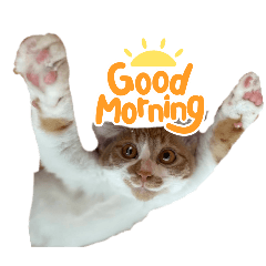 島猫りしり 応援スタンプ①