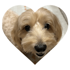 まるぷーのころんだぴょん