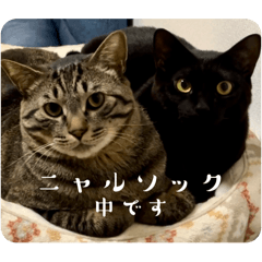 キジトラだいちと黒猫なずな2