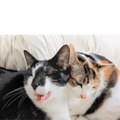 いたずらクーとおっとりミミ2.0