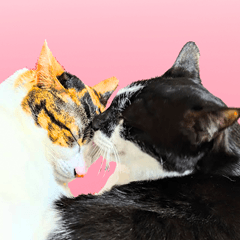 クーとミーの甘い生活、それから。