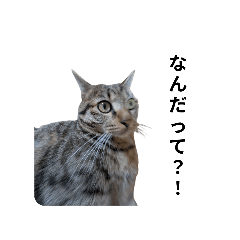 ウチのアイドル、りんちゃんスタンプ