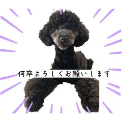 黒プーの日常スタンプ