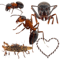 蟻の大群　実写