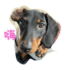 wagon_20251017165458