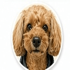 カール｜毎日つかえるひとことスタンプ