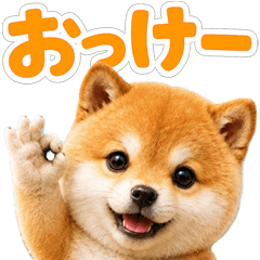とびだす★落ち着きない柴犬★犬★ダンス★