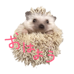 ハリボーの日常