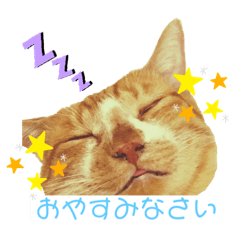 ロコ・ミア・キナコ