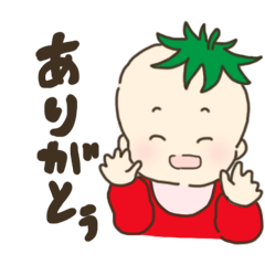 トマトの赤ちゃん。