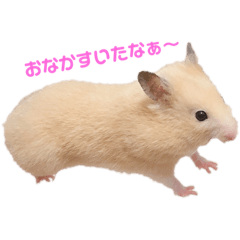 ゴールデンハムスター きび✩の元気スタンプ