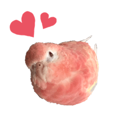 アキクサインコ スタンプ