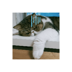 イクラとタラコ3